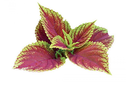 Forskolina – Poznaj jej właściwości i działanie