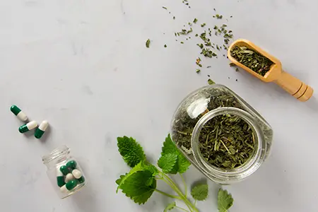 Podagrycznik - właściwości, działanie, dawkowanie